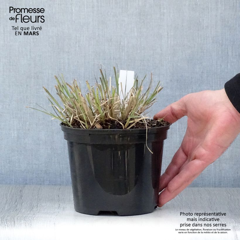Example of Miscanthus sinensis Little Zebra Vaso da 2L/3L as you get in printemps