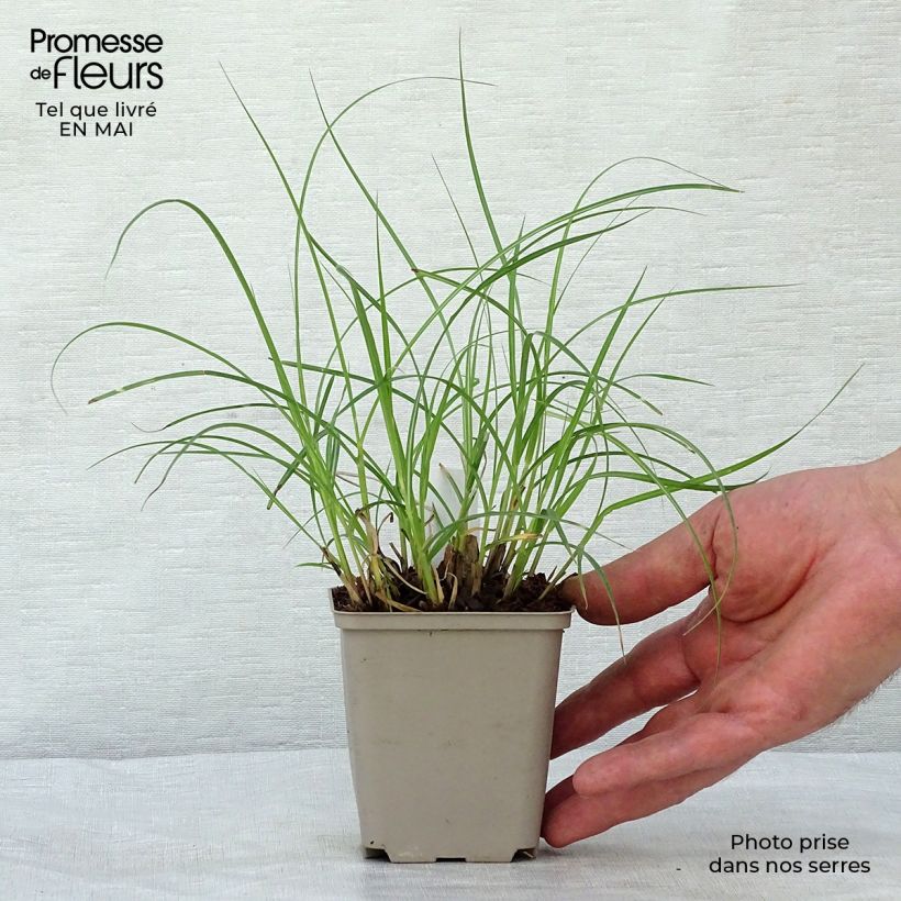Example of Miscanthus sinensis Little Zebra Vasetto da 8/9 cm as you get in printemps