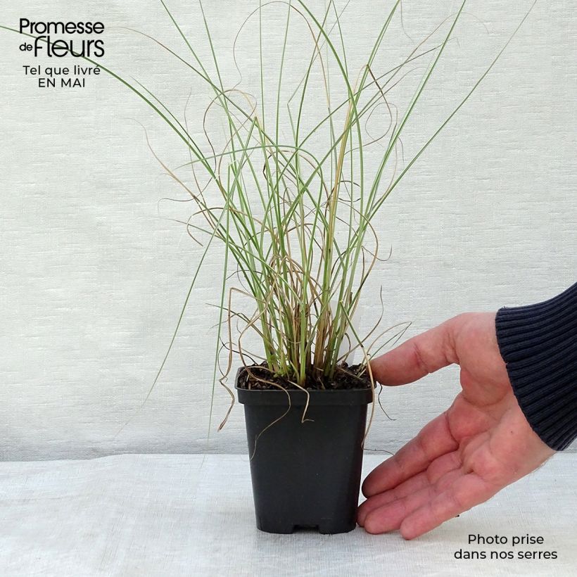 Miscanthus sinensis Morning Light Vasetto da 8/9 cm esemplare consegnato in primavera