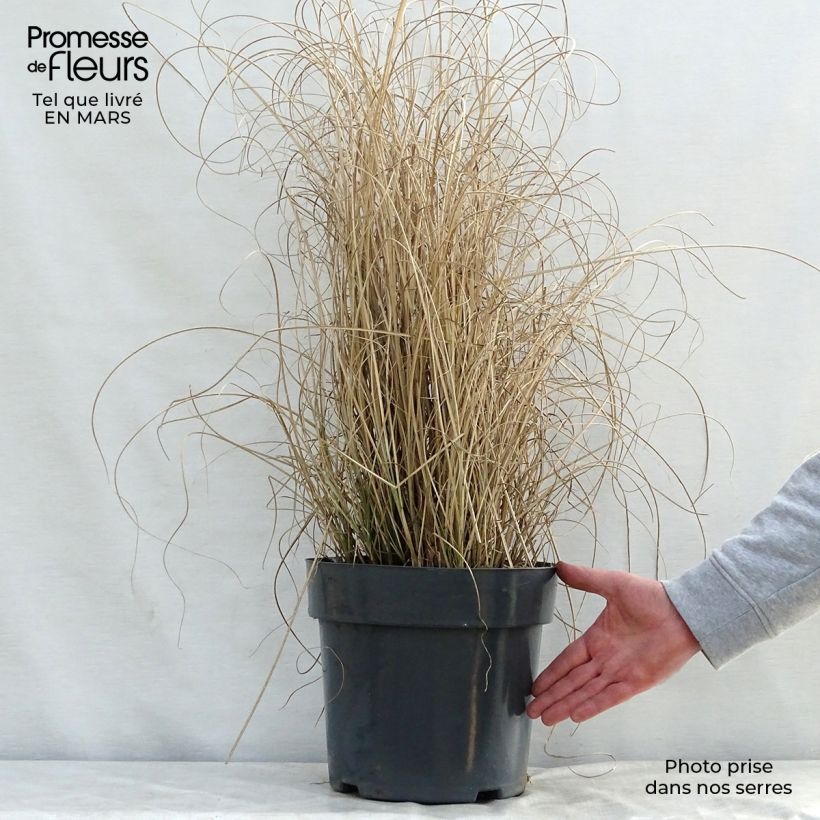 Miscanthus sinensis Morning Light Vaso da 7,5L/10L esemplare consegnato in primavera