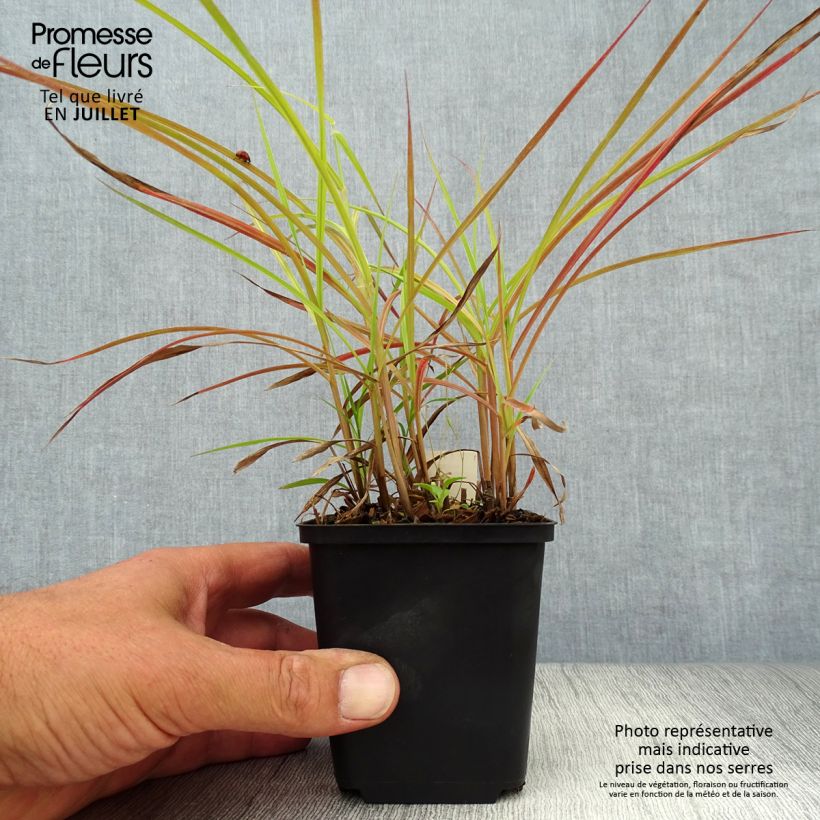 Esemplare di Miscanthus sinensis Nippon Vasetto da 8/9 cm consegnato in estate