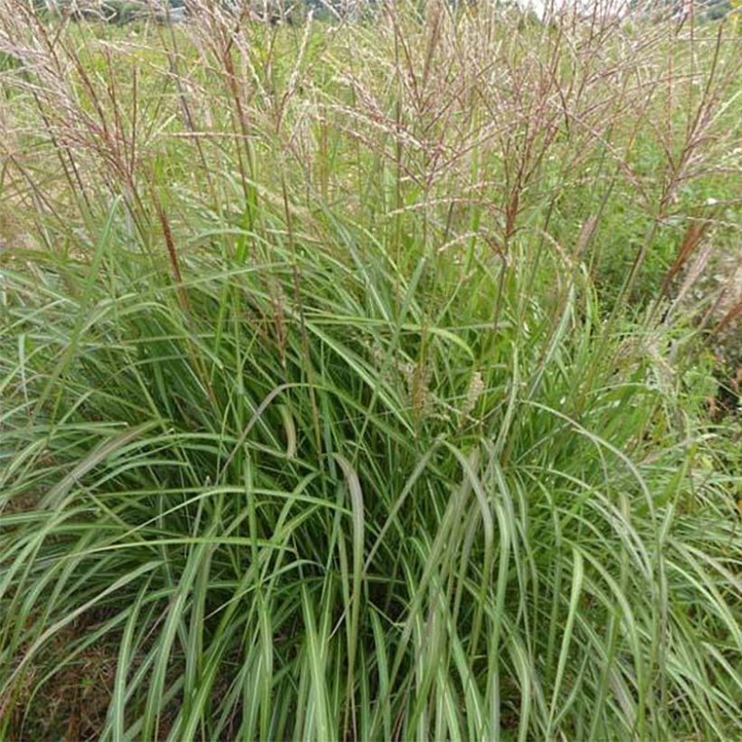 Miscanthus sinensis Purple Fall (Foliage)