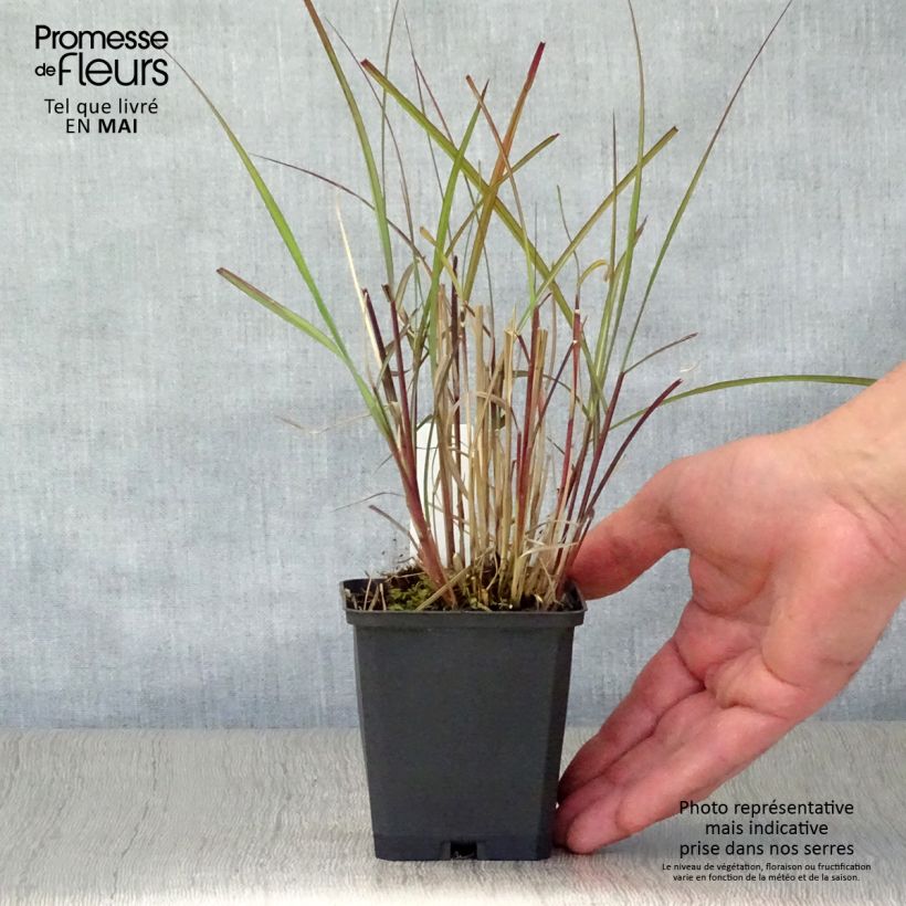 Example of Miscanthus sinensis Purple Fall Vasetto da 8/9 cm as you get in printemps