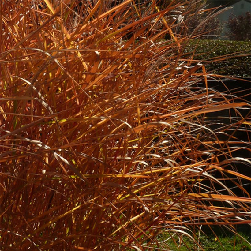 Miscanthus sinensis Purpurascens (Foliage)