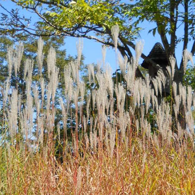Miscanthus sinensis Purpurascens (Flowering)