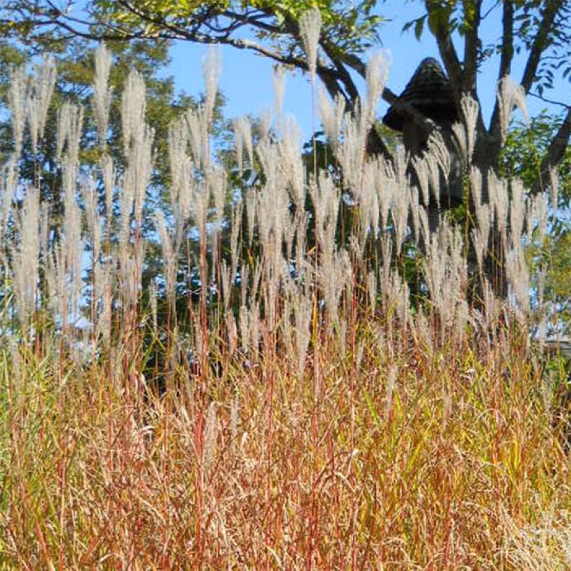 Miscanthus sinensis Purpurascens (Plant habit)