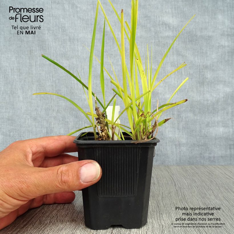 Example of Miscanthus sinensis Purpurascens Vasetto da 8/9 cm as you get in printemps