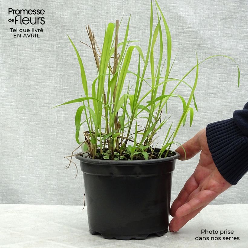 Example of Miscanthus sinensis Purpurascens Vaso da 2L/3L as you get in printemps