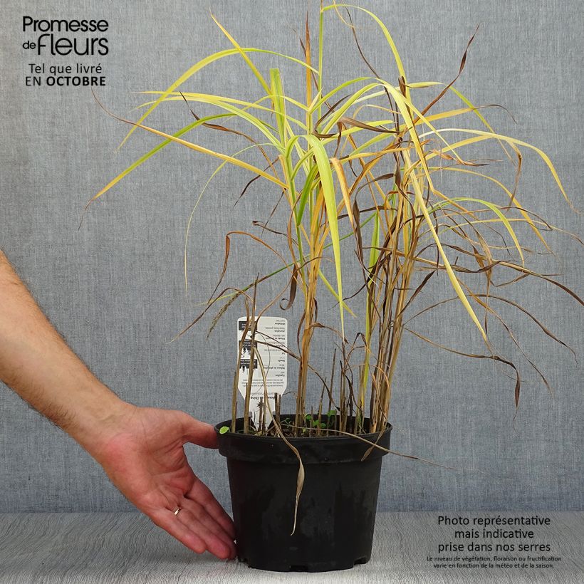 Esemplare di Miscanthus sinensis Purpurascens Vaso da 2L/3L come consegnato in autunno