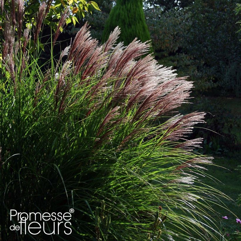 Miscanthus sinensis Red Chief (Plant habit)