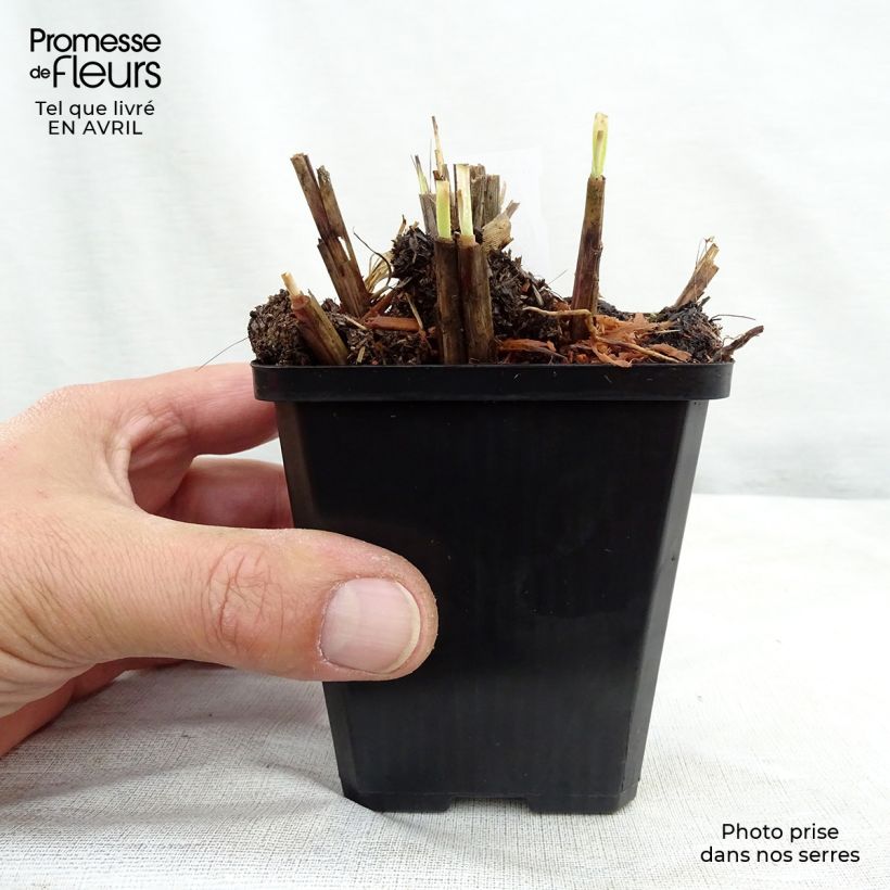 Example of Miscanthus sinensis Red Chief Vasetto da 8/9 cm as you get in printemps