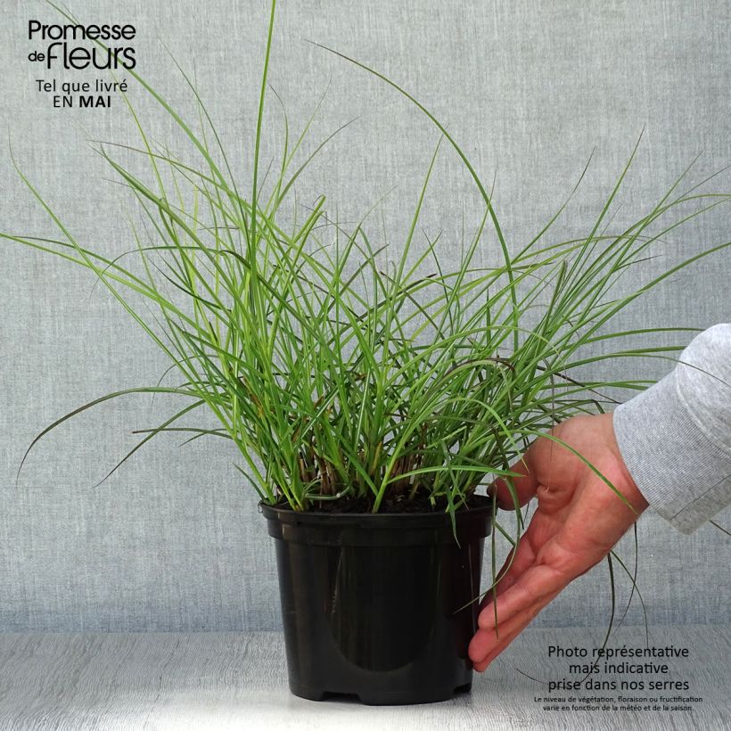 Example of Miscanthus sinensis Red Chief Vaso da 1,5L/2L as you get in printemps