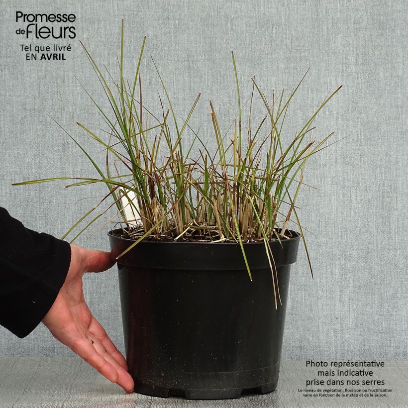 Example of Miscanthus sinensis Red Chief Vaso da 4L/5L as you get in printemps
