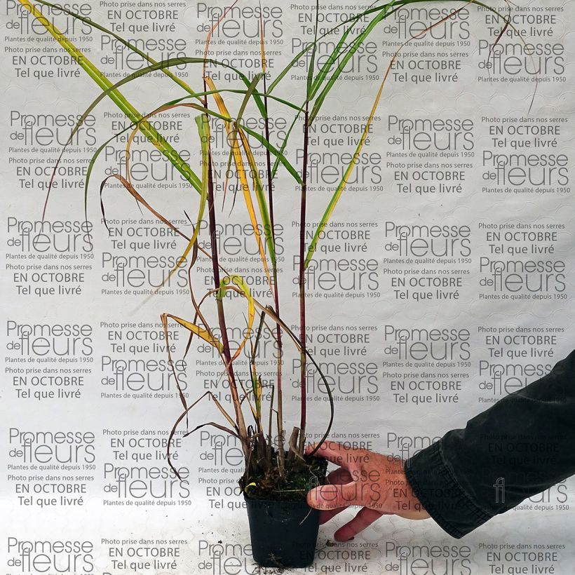 Esempio di esemplare Miscanthus sinensis Roland Vasetto da 8/9 cm come consegnato