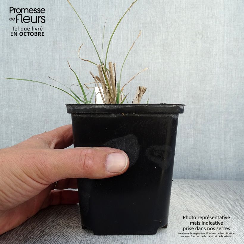 Esemplare di Miscanthus sinensis Rotsilber Vasetto da 8/9 cm come consegnato in autunno