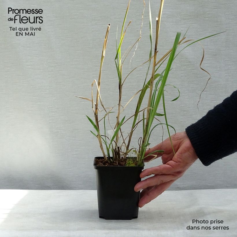Miscanthus sinensis Rotsilber Vasetto da 8/9 cm esemplare consegnato in primavera