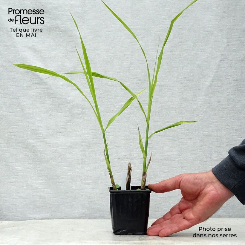 Miscanthus sinensis Silberfeder Vasetto da 8/9 cm esemplare consegnato in primavera