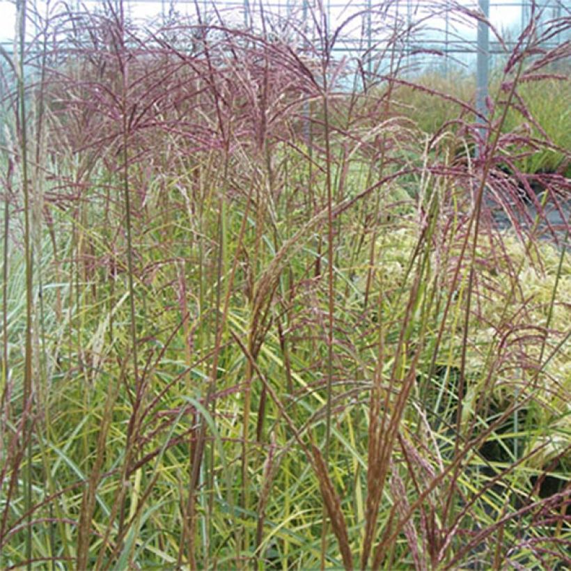 Miscanthus sinensis Silberspinne (Foliage)