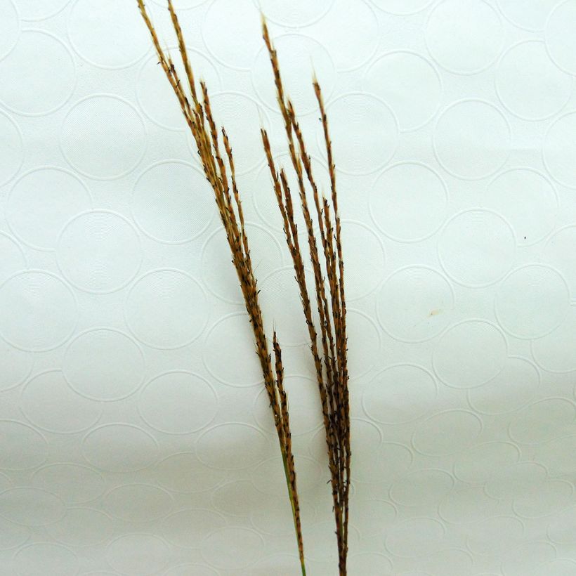 Miscanthus sinensis Silberspinne (Flowering)