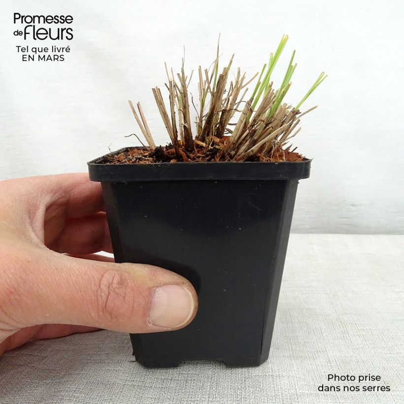 Example of Miscanthus sinensis Silberspinne Vasetto da 8/9 cm as you get in printemps