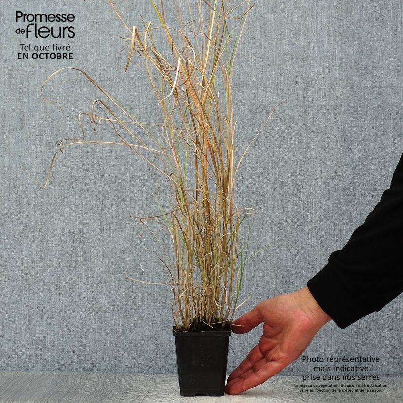 Esemplare di Miscanthus sinensis Silberspinne Vasetto da 8/9 cm come consegnato in autunno