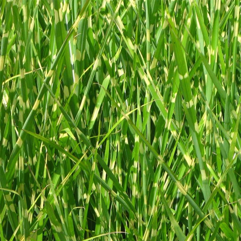 Miscanthus sinensis Strictus (Fogliame)