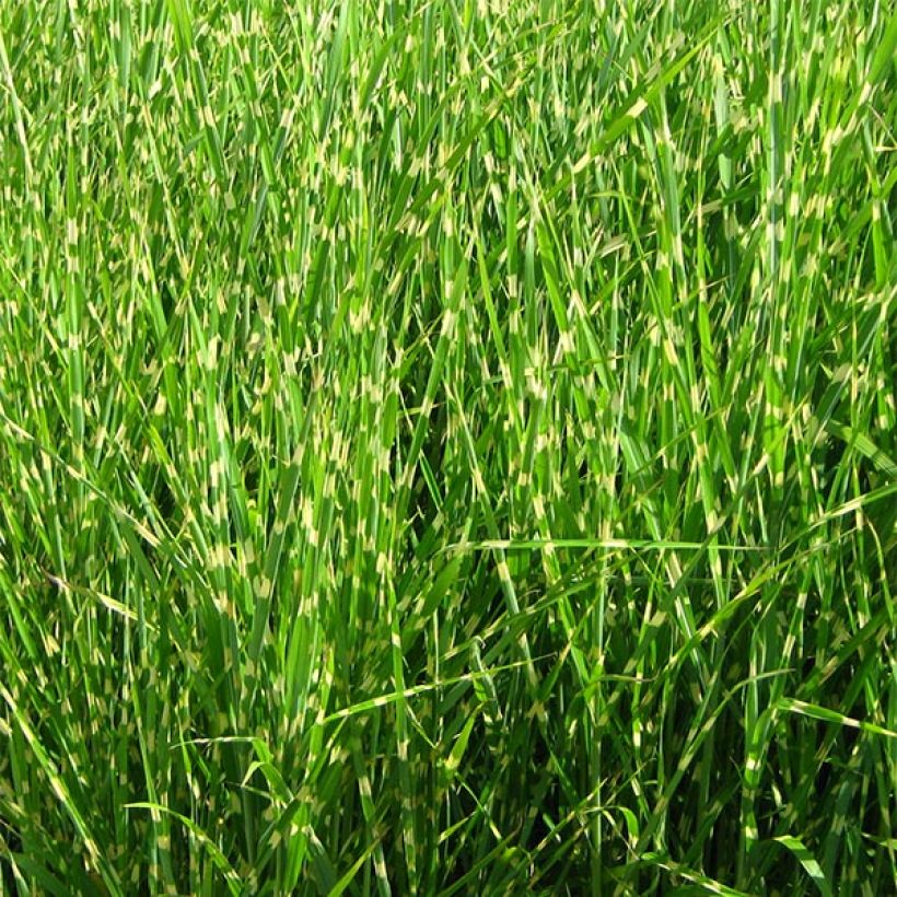 Miscanthus sinensis Strictus (Porto)