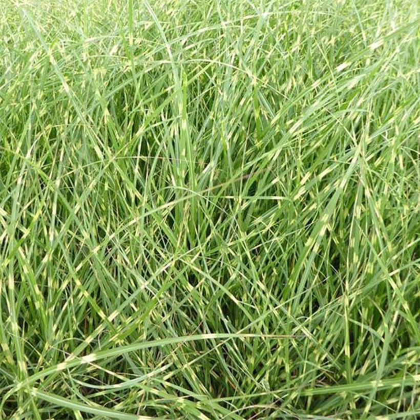 Miscanthus sinensis Strictus Dwarf (Foliage)