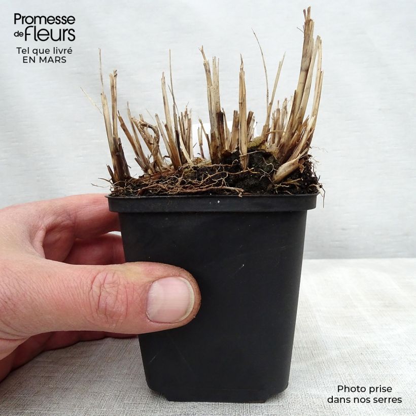 Example of Miscanthus sinensis Strictus Dwarf Vasetto da 8/9 cm as you get in printemps