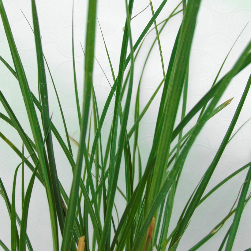 Miscanthus sinensis Yaku-Jima (Foliage)