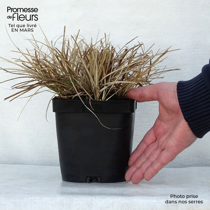 Example of Miscanthus sinensis Yaku-Jima Vaso da 2L/3L as you get in printemps