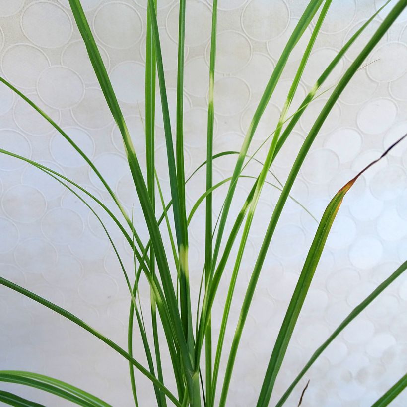 Miscanthus sinensis Zebrinus (Foliage)