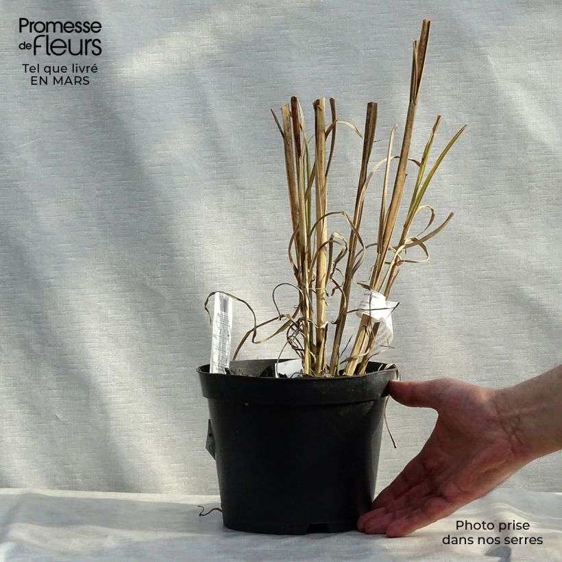 Example of Miscanthus sinensis Zebrinus Vaso da 2L/3L as you get in printemps
