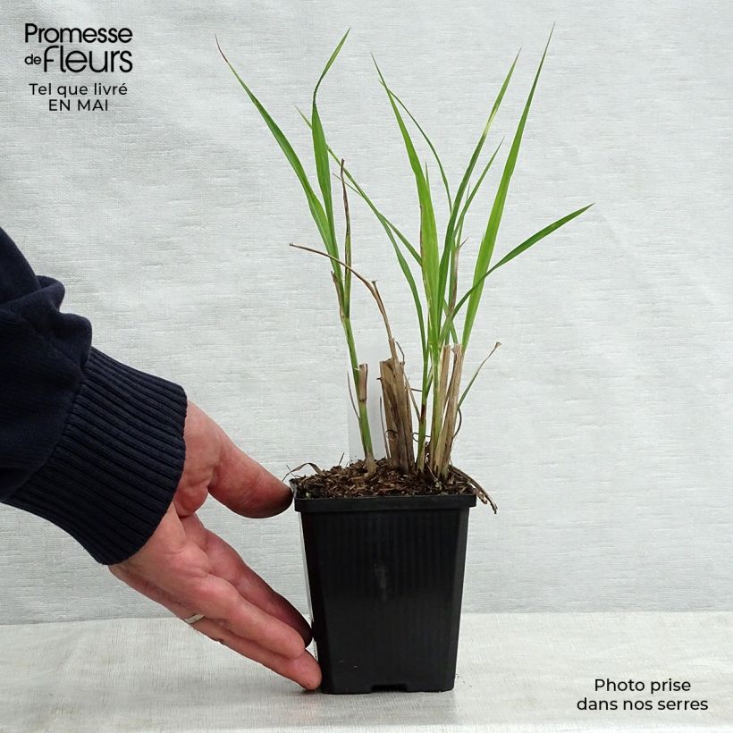 Example of Miscanthus sinensis Zebrinus Vasetto da 8/9 cm as you get in printemps