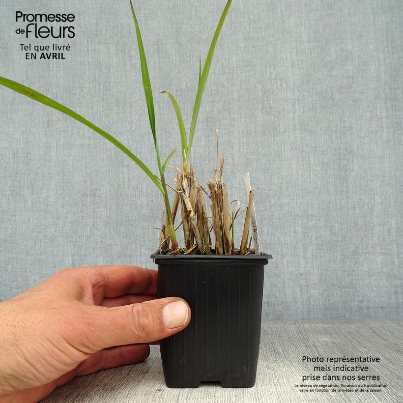 Example of Miscanthus transmorrisonensis Vasetto da 8/9 cm as you get in printemps
