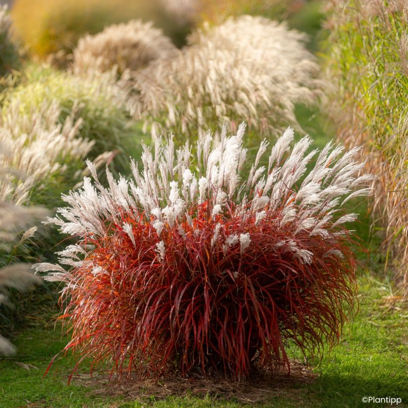 Miscanthus sinensis Lady in Red (Porto)