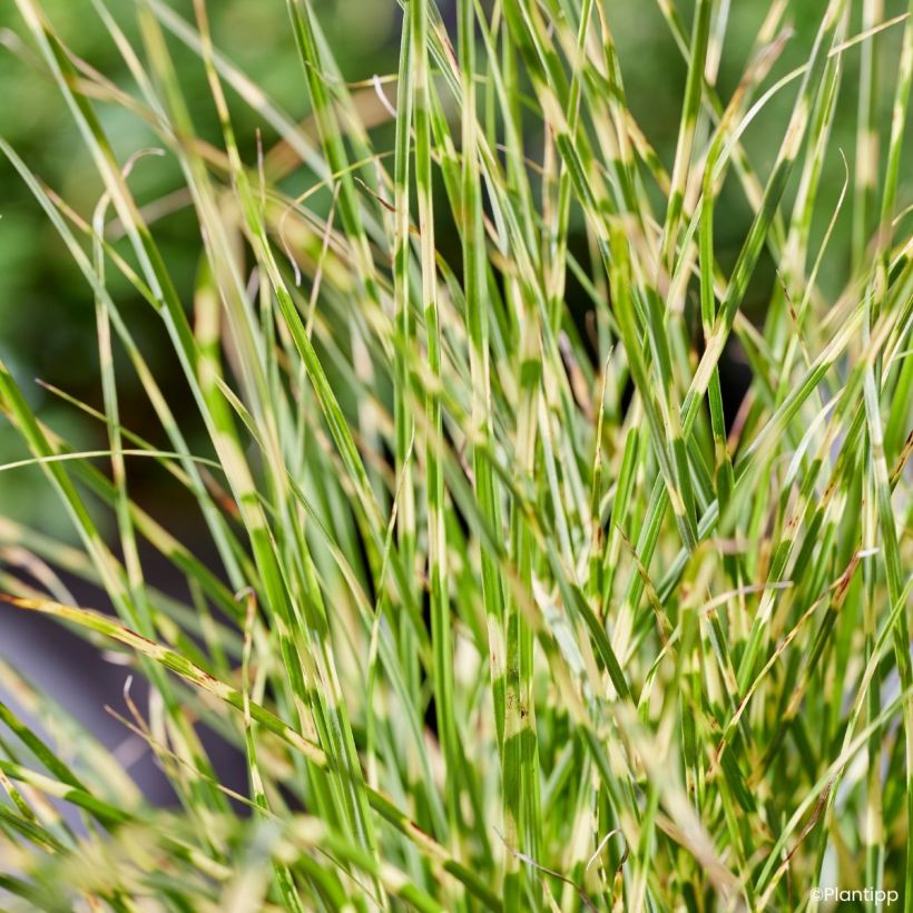 Miscanthus sinensis Little Tiger (Fogliame)