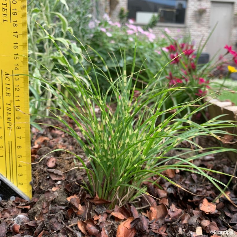 Miscanthus sinensis Little Tiger (Porto)