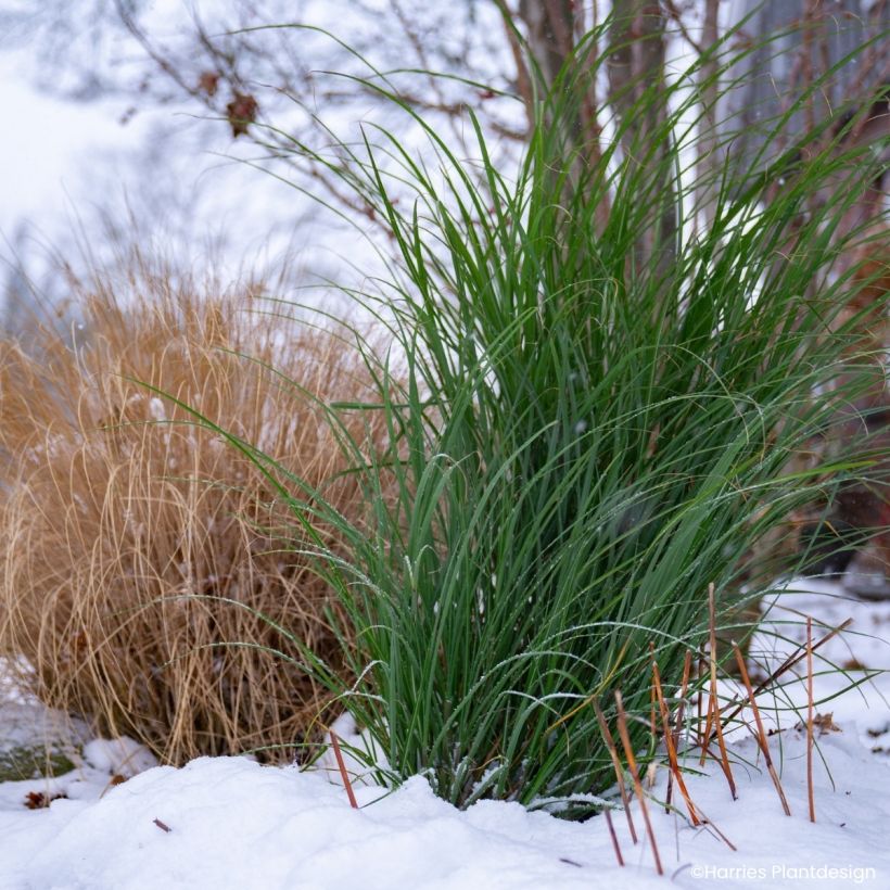 Miscanthus sinensis Miscanvert (Fogliame)