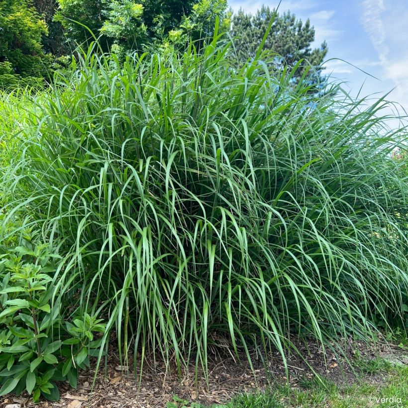 Miscanthus sinensis Miscanvert (Porto)