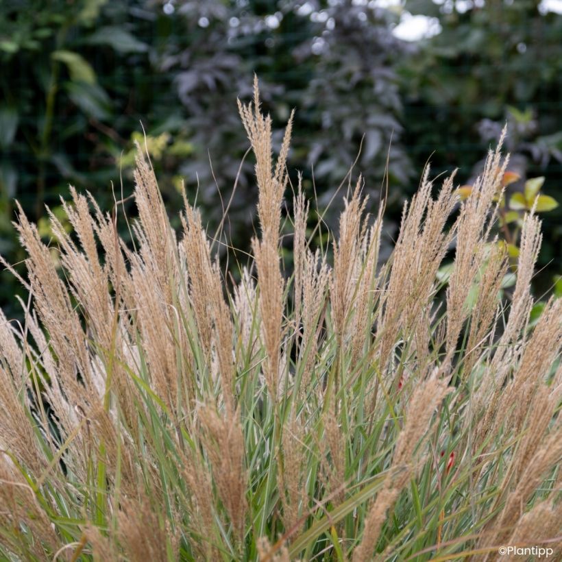 Miscanthus sinensis Missmini (Fioritura)