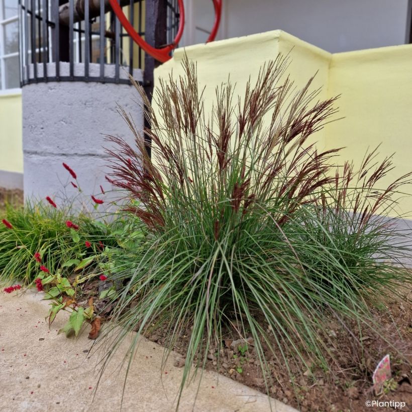 Miscanthus sinensis Missmini (Porto)