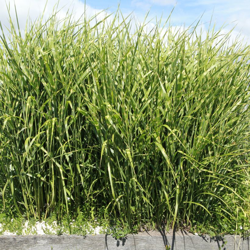 Miscanthus sinensis Giraffe (Porto)