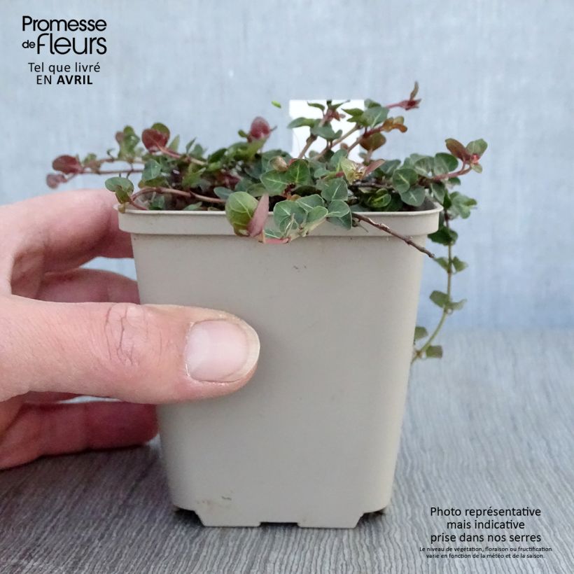 Example of Mitchella repens Vasetto da 8/9 cm as you get in printemps