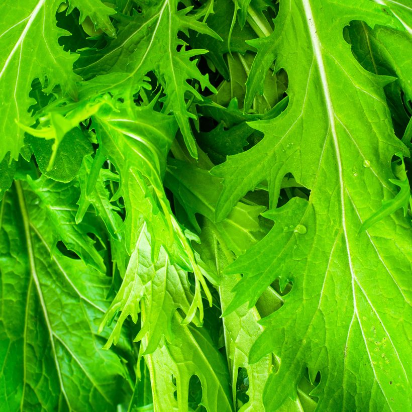 Rapa japonica Bio - Ferme de Sainte Marthe (Fogliame)