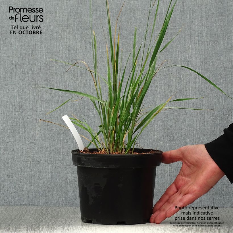 Esemplare di Molinia caerulea subsp. arundinacea Karl Foerster Vaso da 2L/3L come consegnato in autunno