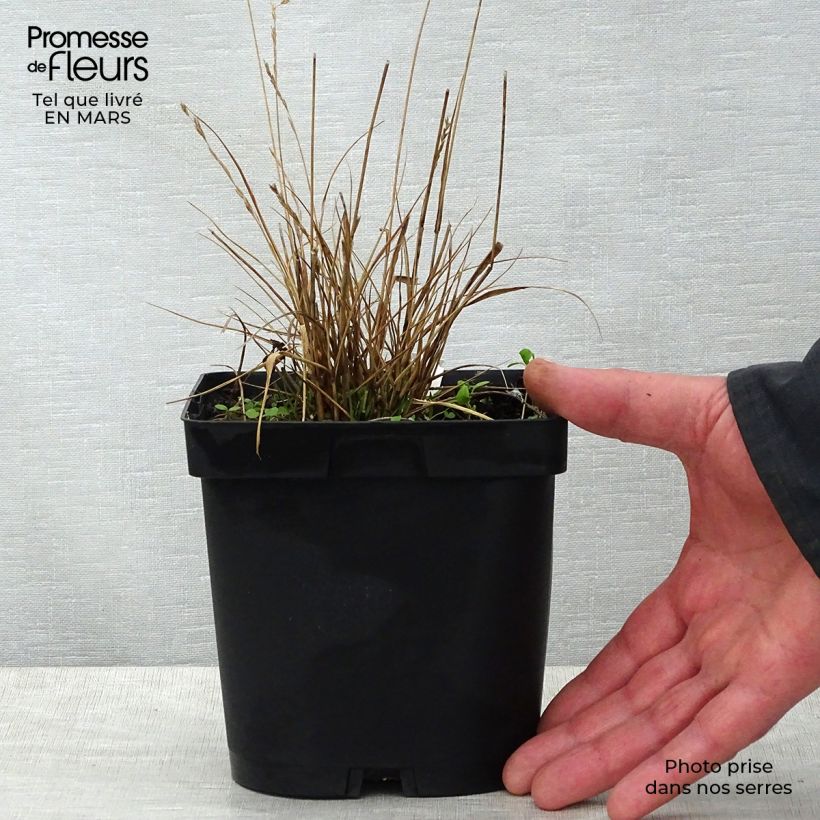 Example of Molinia caerulea Edith Dudszus Vaso da 2L/3L as you get in printemps