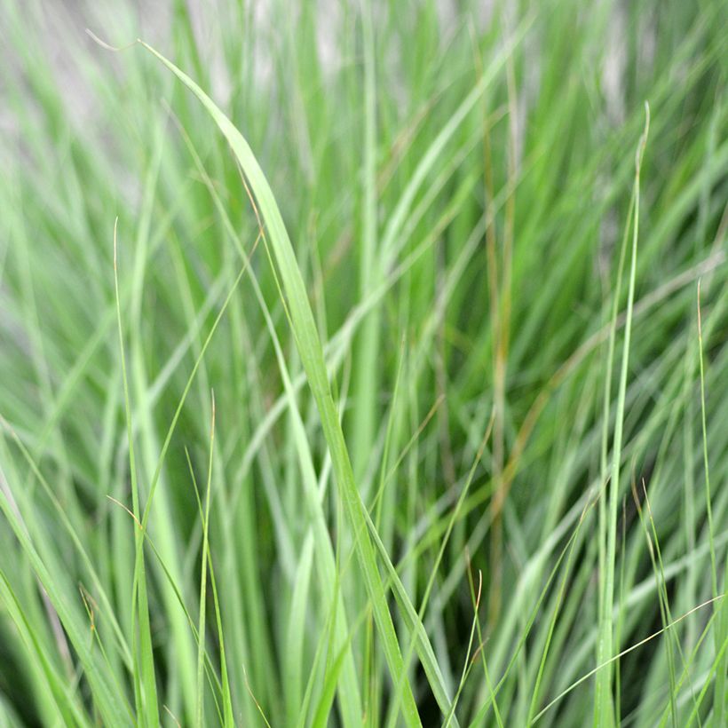 Molinia caerulea Heidezwerg (Fogliame)