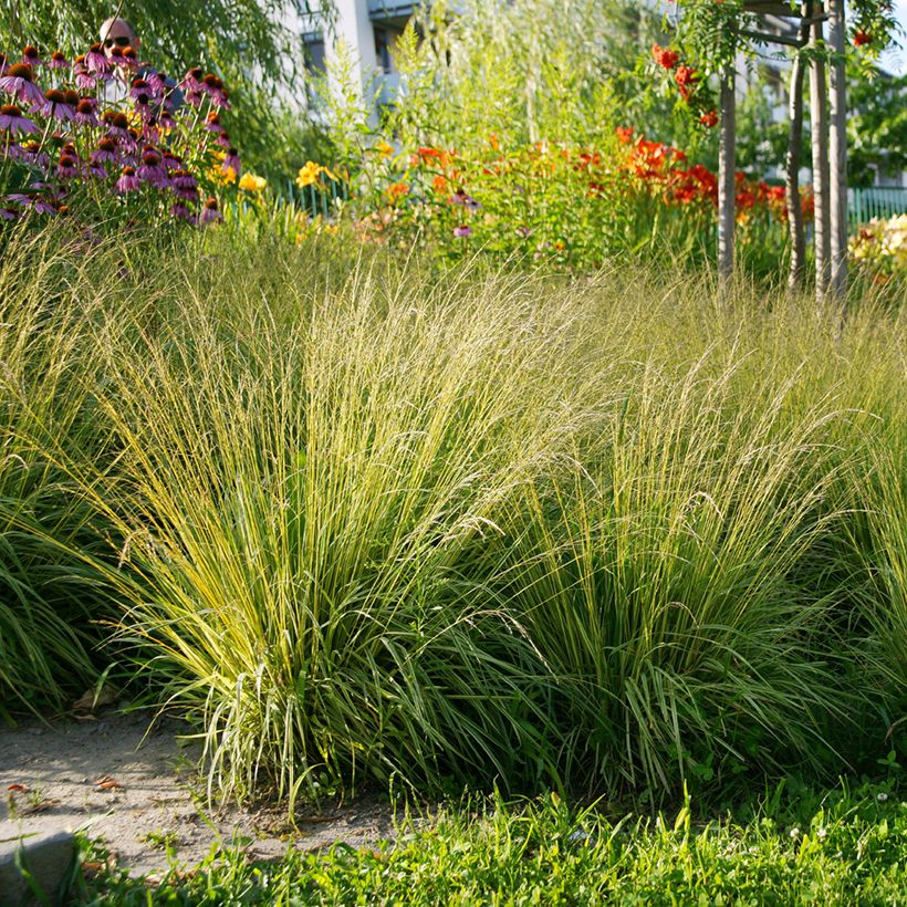 Molinia caerulea Heidezwerg (Porto)