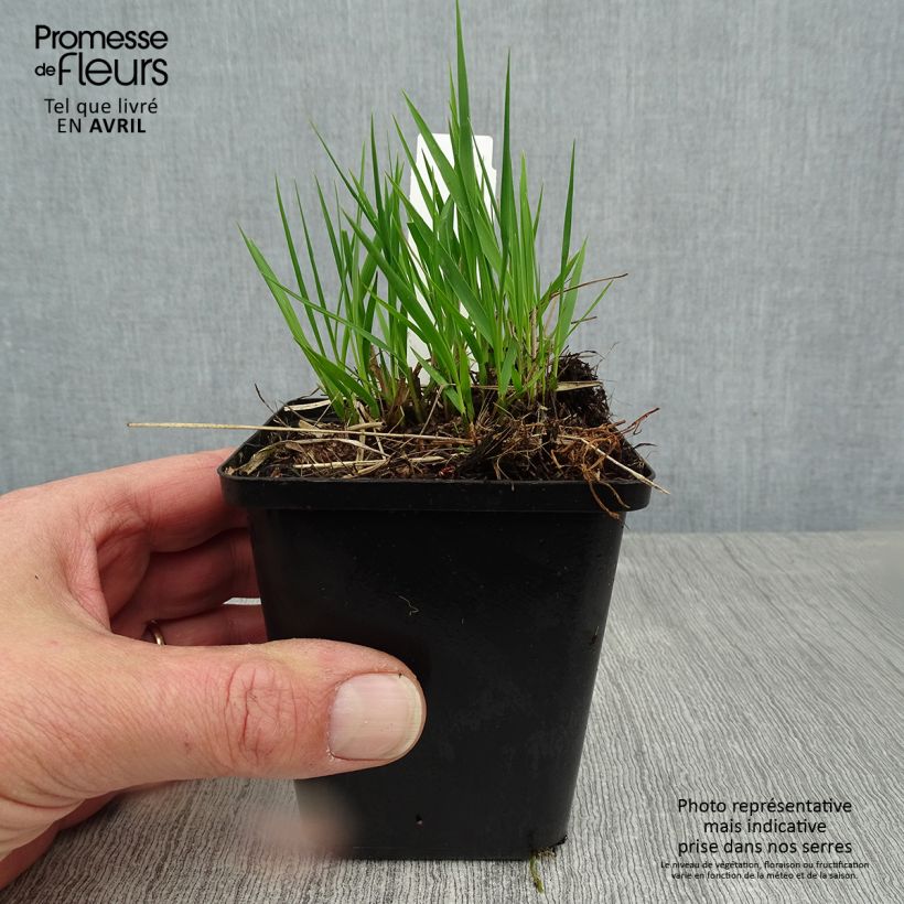 Molinia caerulea Heidezwerg Vasetto da 8/9 cm esemplare consegnato in primavera